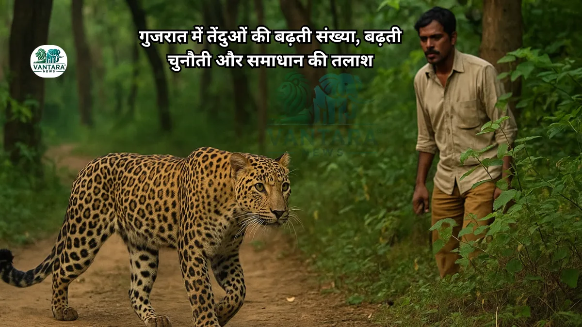 गुजरात में तेंदुओं की बढ़ती संख्या