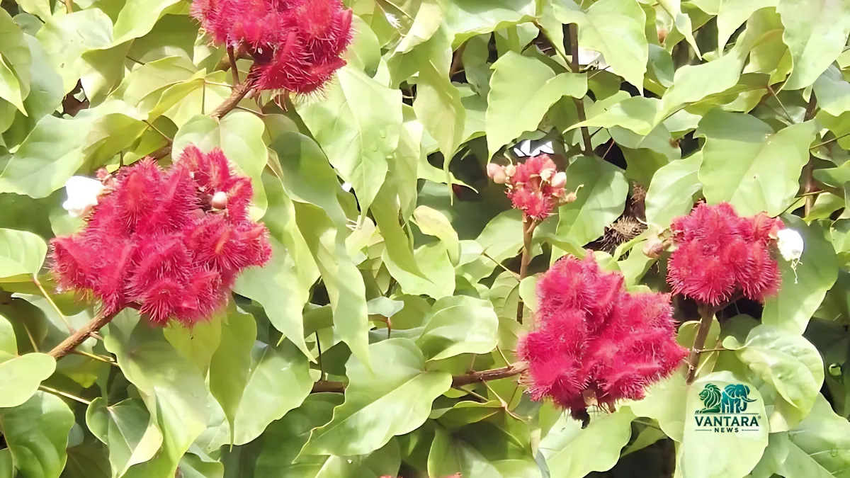 Sindoor forest will be built in Ahmedabad