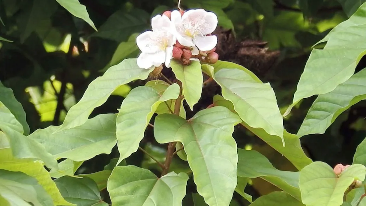 Sindoor forest will be built in Ahmedabad